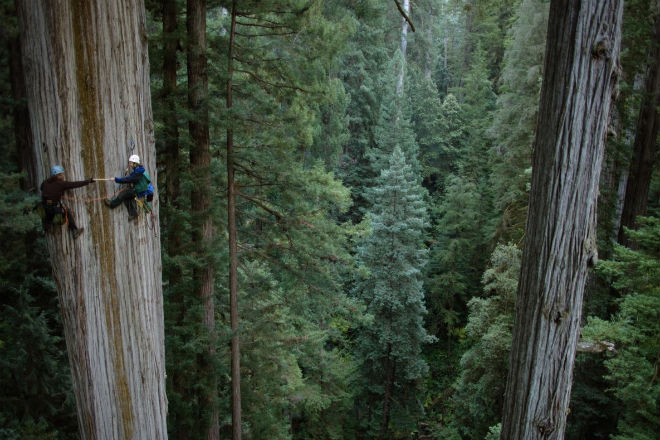 Самое высокое дерево в мире: 116 метров. Колоссальный Гиперион в Америке