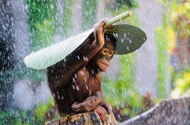 лучшие заявки Sony World Photography Awards 2015