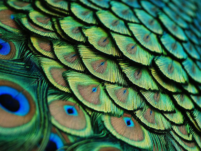 Лучшие фотографии National Geographic в июле