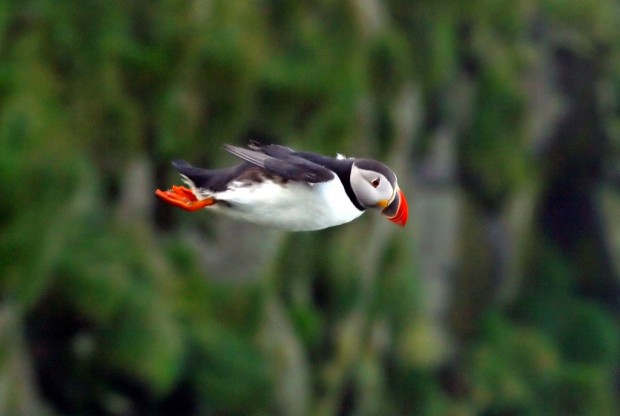  (. Fratercula arctica) (. Puffin)