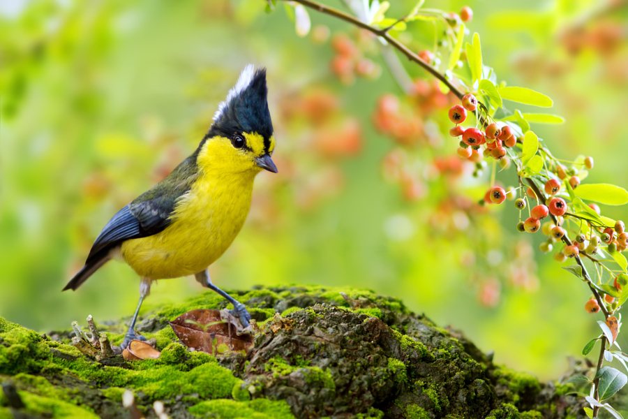 ～ Formosan Yellow Tit ～, автор — FuYi Chen на 500px.com