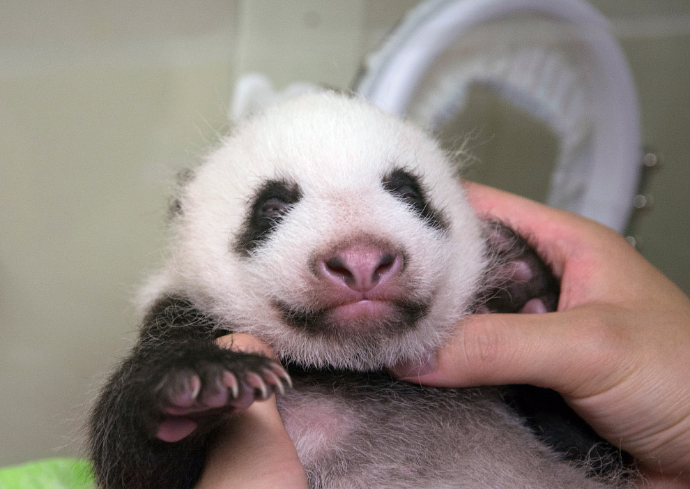 Новорожденная панда в зоопарке в Токио