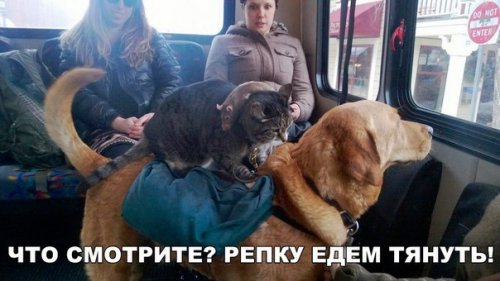 Новые фотомемы на Бугаге (27 шт) Новые фотомемы на Бугаге (27 шт)