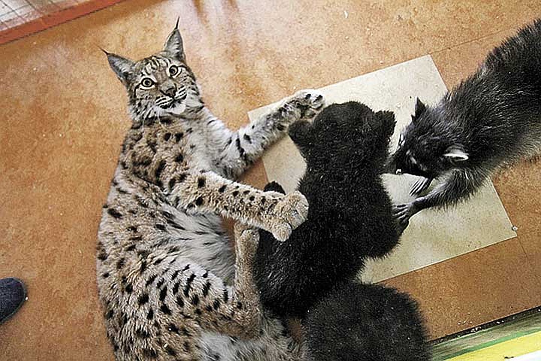 Коты, которые нас удивили