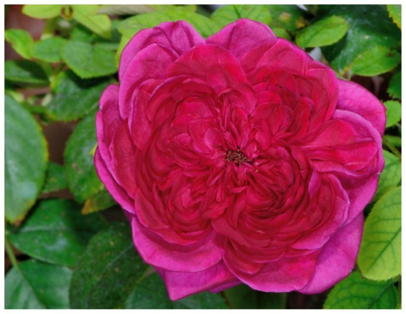 фиолетовая роза Вильям Шекспир 2000