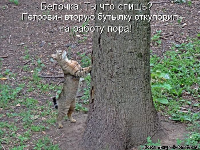 Лучшие котоматрицы недели