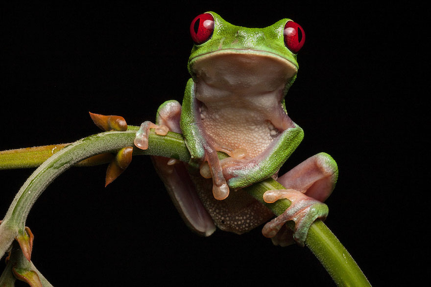 InSearchOfLostFrogs15    :       