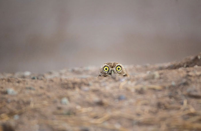 3085196_funnyanimalspicscomedywildlifephotographyawards375b07b89f332c5__700 700x458 31Kb