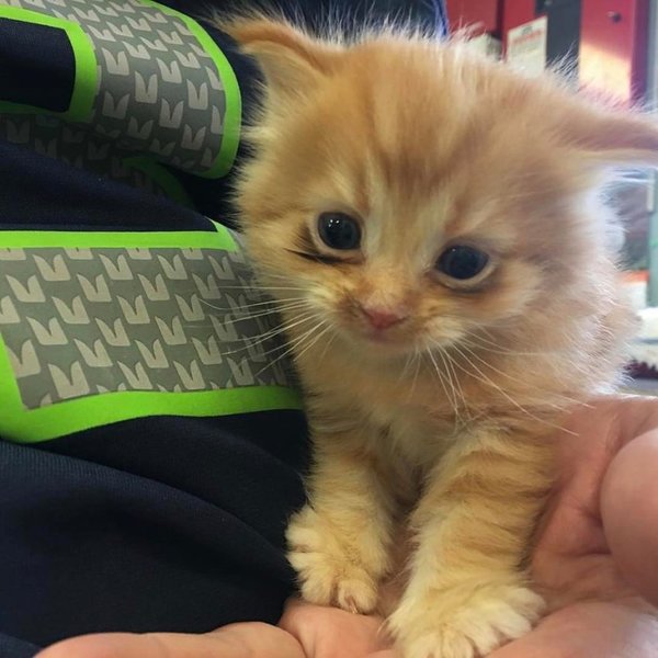 Котёнок потерял свой единственный дом. И сейчас он каждый день показывает, как счастлив снова быть в семье Котёнок потерял свой единственный дом. И сейчас он каждый день показывает, как счастлив снова быть в семье