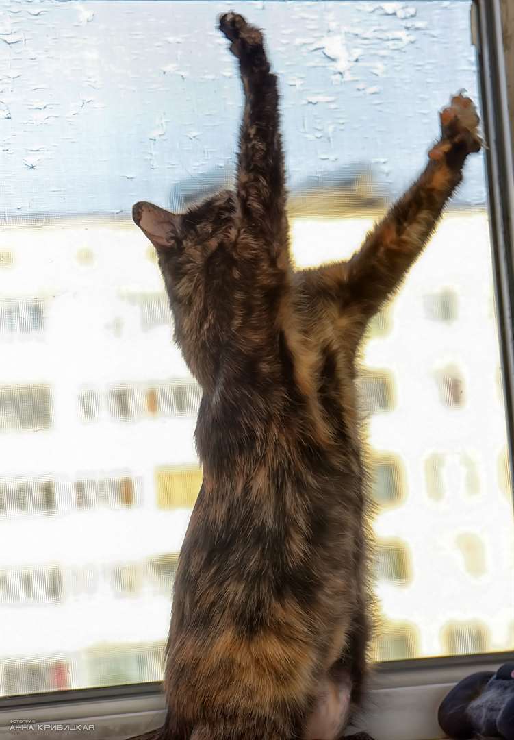 Необыкновенная кошка, с необыкновенным характером и судьбой! Необыкновенная кошка, с необыкновенным характером и судьбой!