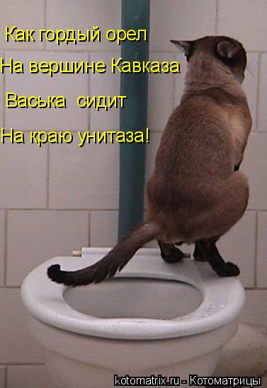 Почему нельзя долго на унитазе сидеть Почему нельзя долго на унитазе сидеть