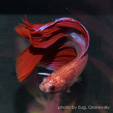 Петушок, или бойцовая рыбка (лат. Betta splendens)