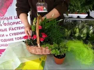 Корзина из комнатных цветов Корзина из комнатных цветов
