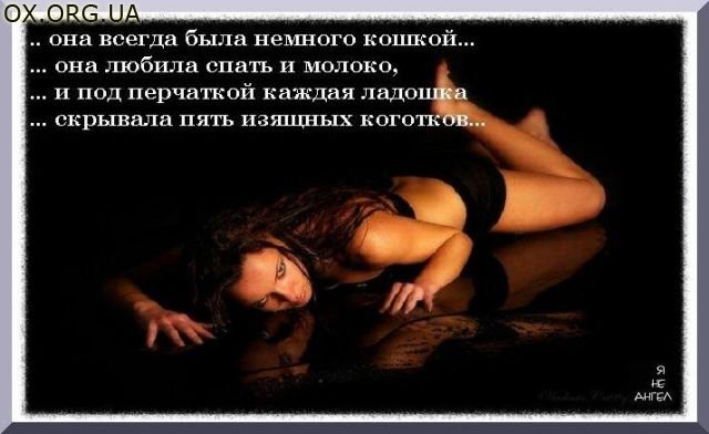 Статусы про котика любимого Статусы про котика любимого