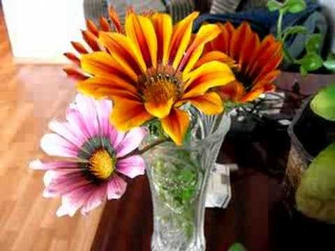 Закрывающиеся цветы. Closed flowers Закрывающиеся цветы. Closed flowers
