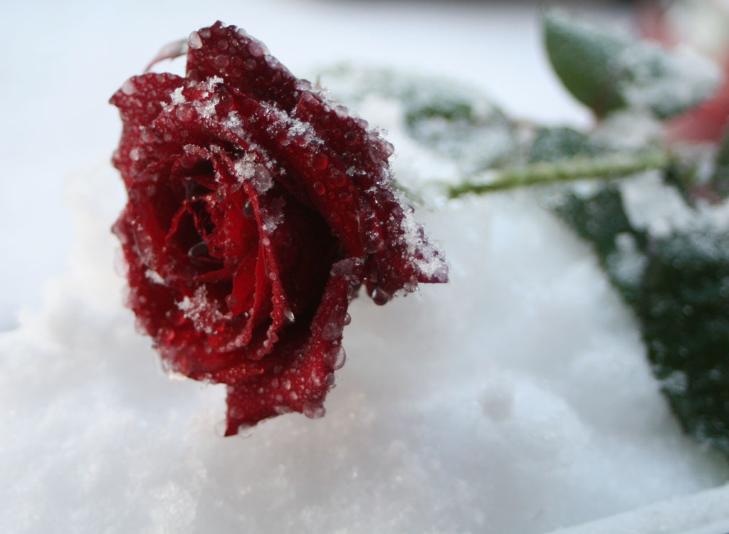 Как сделать замороженную розу