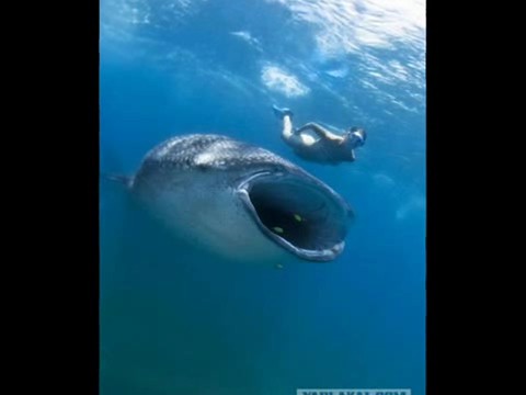МОРСКОЕ ТАКСИ МОРСКОЕ ТАКСИ