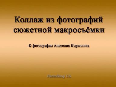 Коллаж из фотографий сюжетной макросъёмки Коллаж из фотографий сюжетной макросъёмки