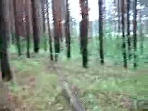 Звуки природы - лес Звуки природы - лес