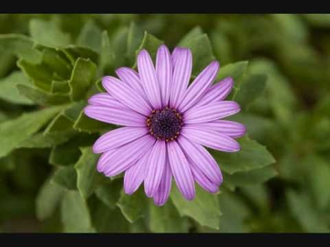 песняры - расцвела сирень песняры - расцвела сирень