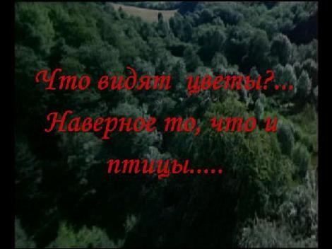 Что видят цветы... Что видят цветы...