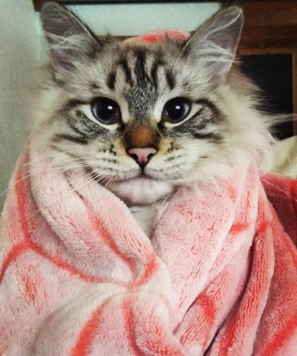 Очаровательные котейки Очаровательные котейки