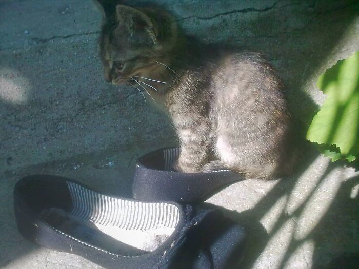 По-гусарски! По-гусарски! вездесущесть, влезть без мыла, животные, котята, кошачьи места, кошки, смешно, фото