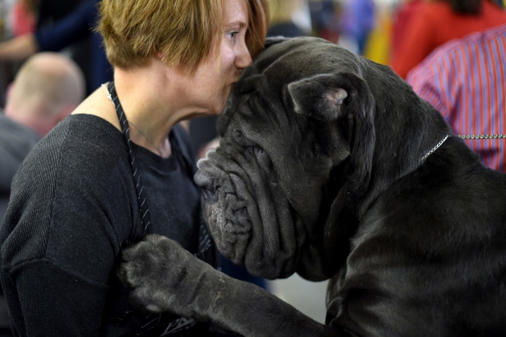 Выставка собак в мире Westminster Kennel Club Dog Show