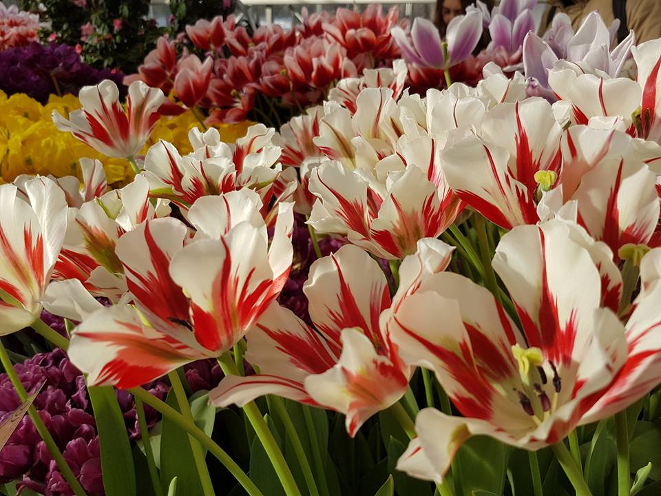 Виды Тюльпанов Фото И Название – Telegraph