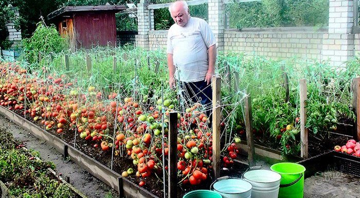 Дедовский рецепт для отменного урожая томатов Дедовский рецепт для отменного урожая томатов