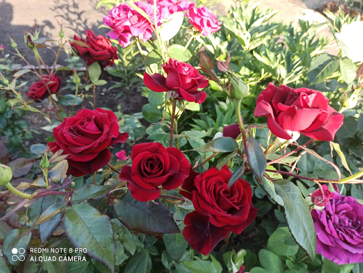 Розы в саду Светланы, листайте фото >>