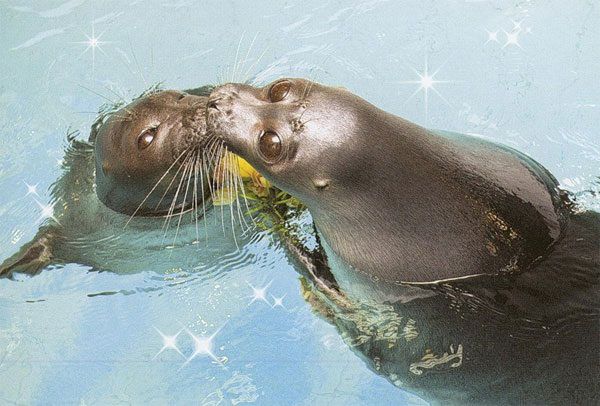 Шоу байкальских нерп Байкальская нерпа – самый известный обитатель Байкала, потрясающие создания!
