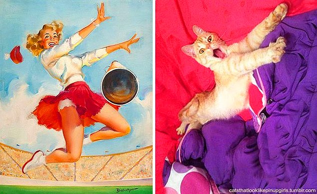 15 кошек, позирующих в стиле красоток Pin Up