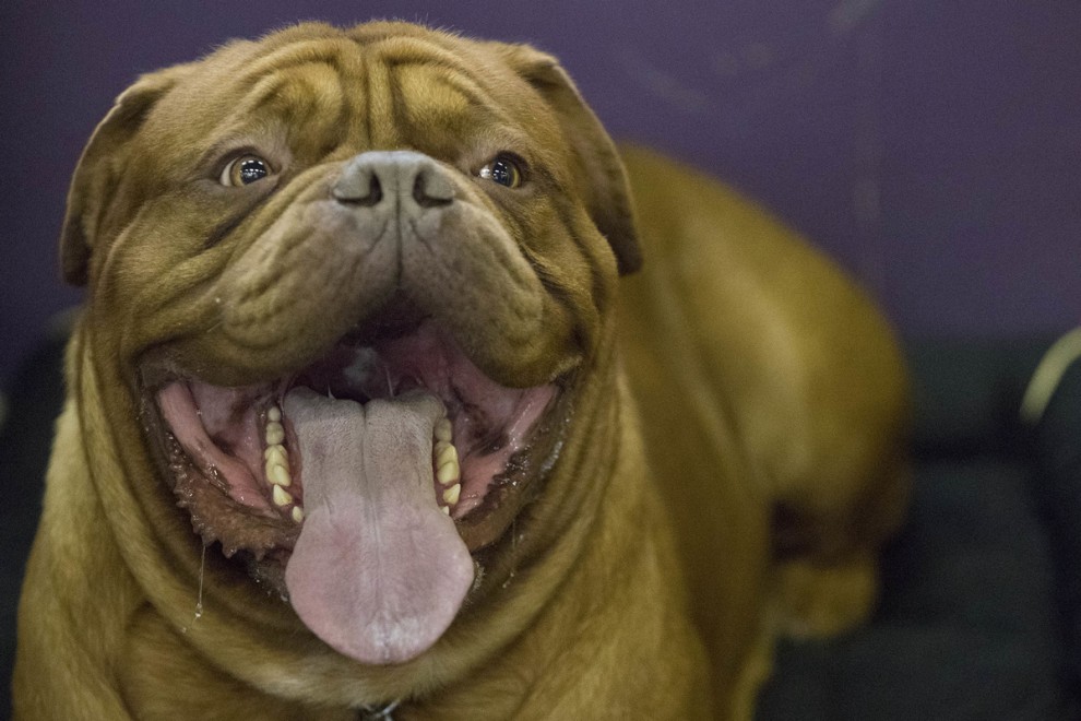 Выставка собак в мире Westminster Kennel Club Dog Show