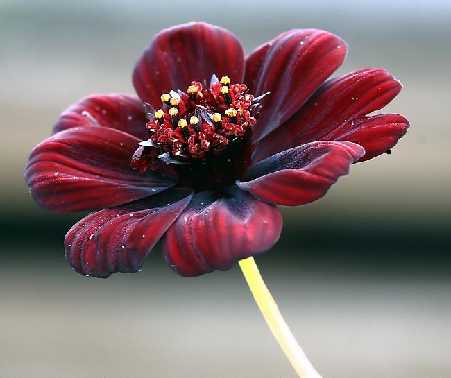 http://spi1uk.itvnet.lv/upload2/articles/62/625968/images/20-sokejosi-fakti-5-dala-18.jpg