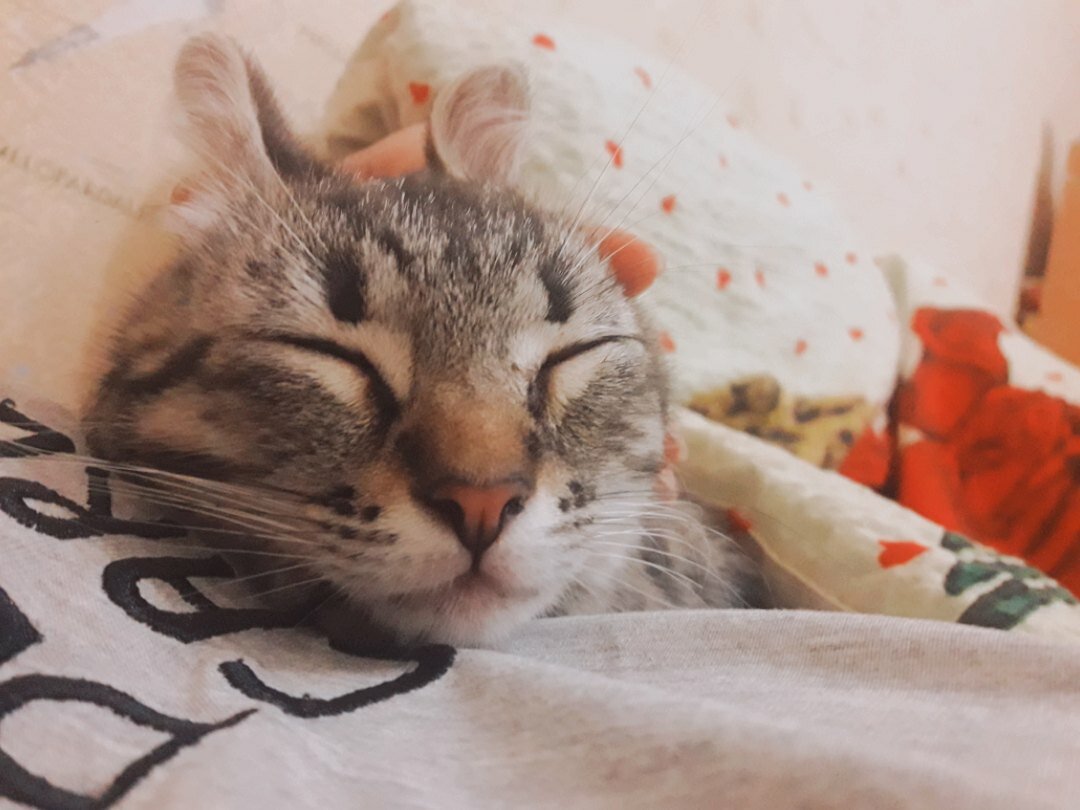 Отказала детям, предлагающим бездомного котенка, но в итоге, он все равно оказался у меня дома