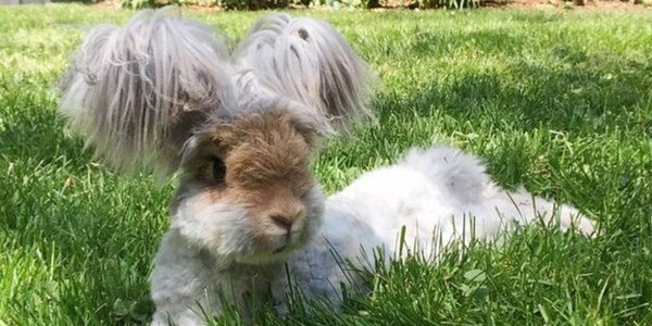 11 самых милых животных в мире, о которых вы вряд ли слышали