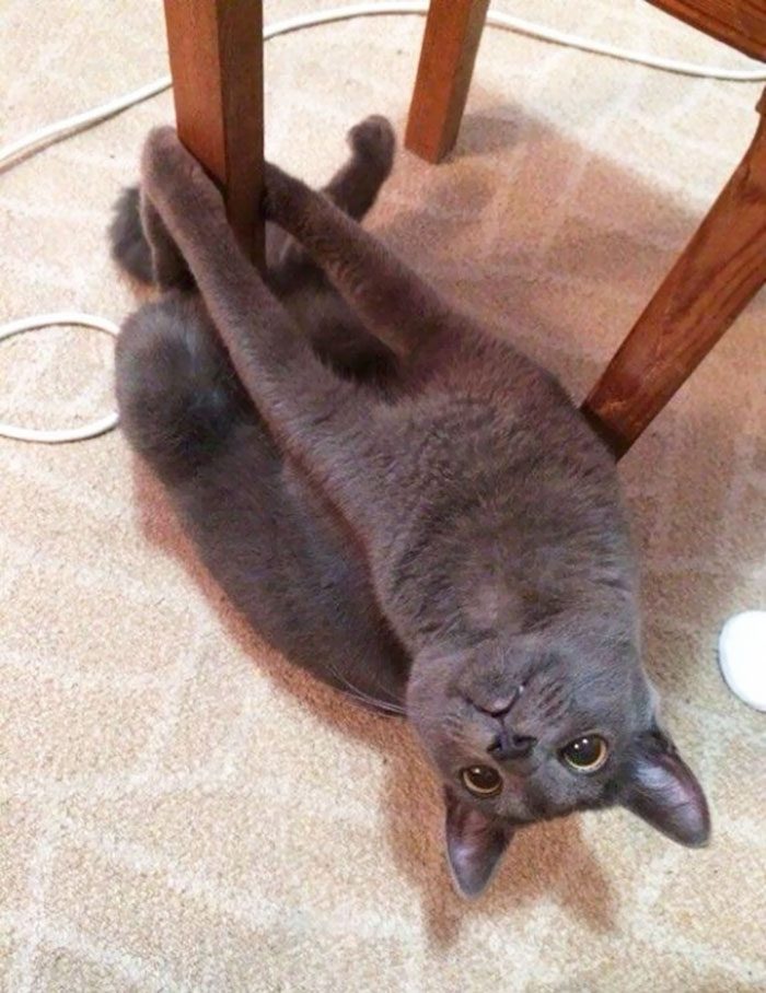 Коты, которые наотрез отказываются вести себя как нормальные животные