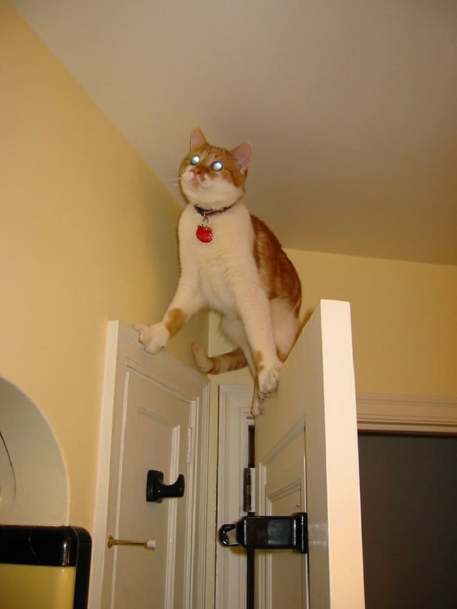 Кот держится за дверь Кот на дверях