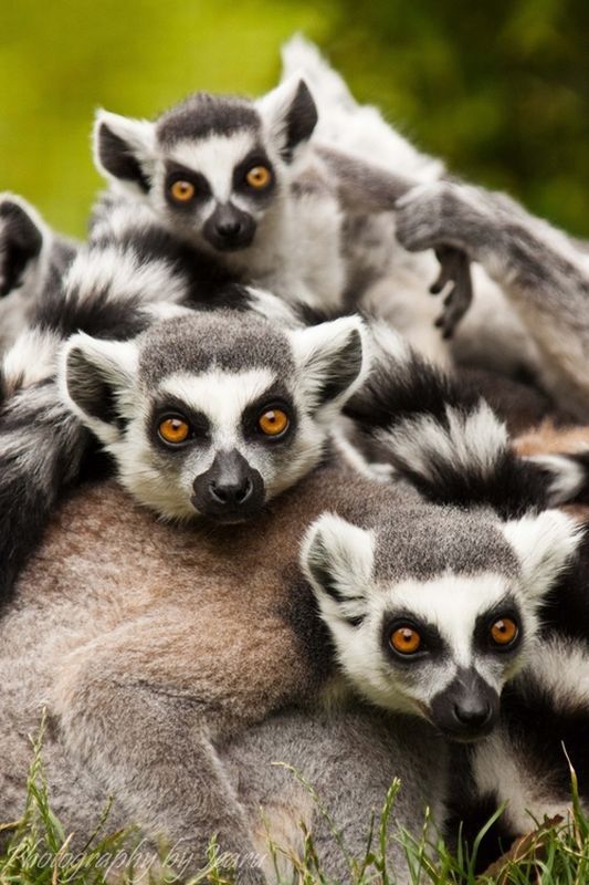 забавные фотографии животных