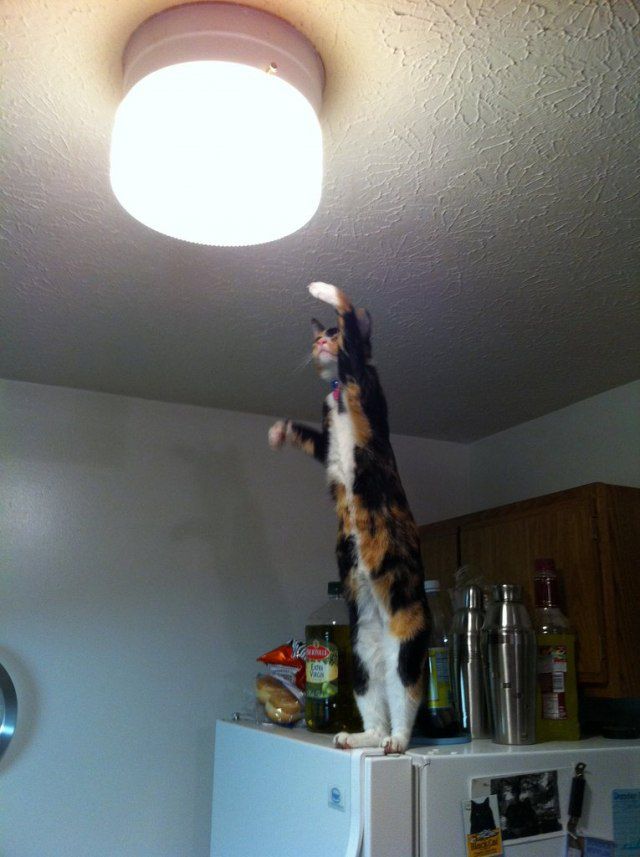 забавные фотографии животных