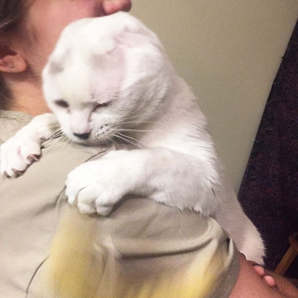 Девушка приютила безухого, глухого взрослого кота, которому никто не хотел... Девушка приютила безухого, глухого взрослого кота, которому никто не хотел...