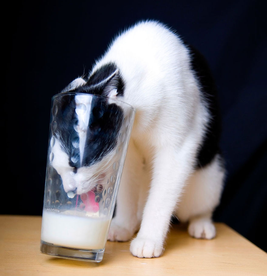 Коты, которых поймали на горячем - 45 отчаянных фотографий Коты, которых поймали на горячем - 45 отчаянных фотографий