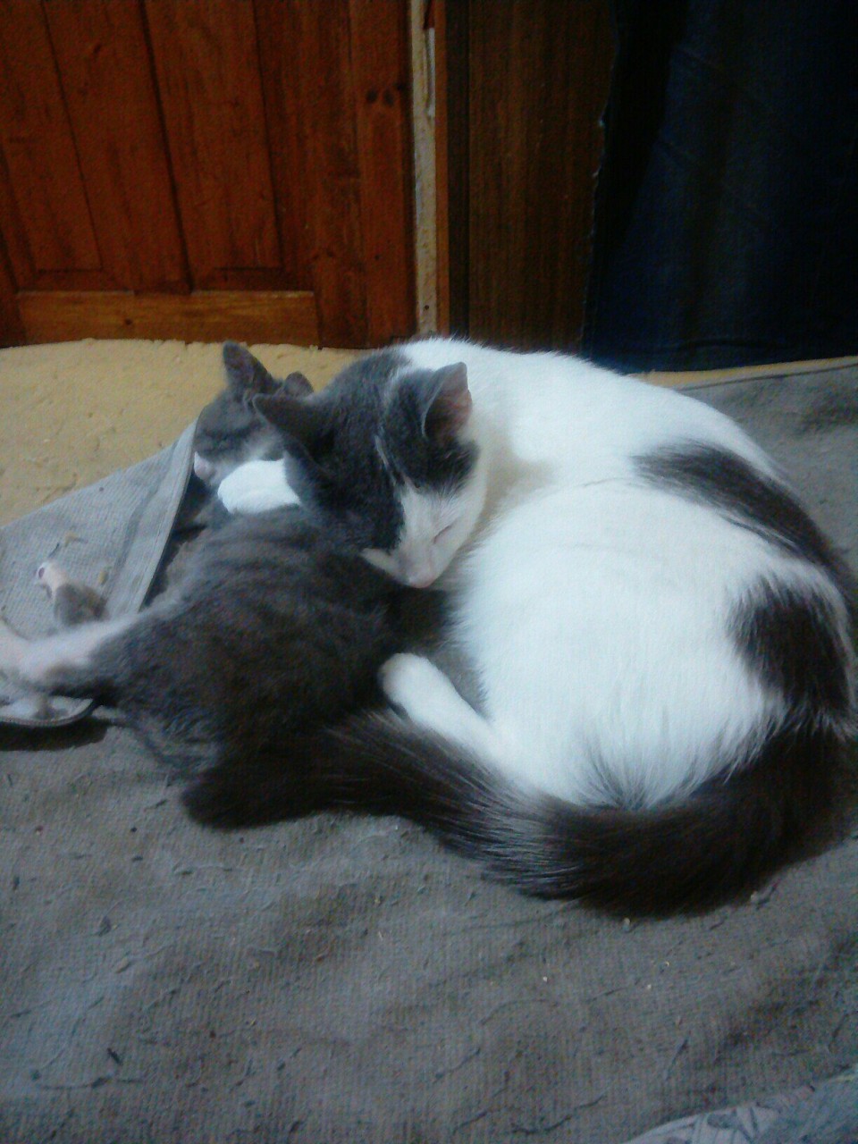 Котята не двигались, и я сначала подумала, что уже поздно, но... Котята не двигались, и я сначала подумала, что уже поздно, но...