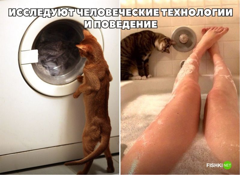 20 фотографий, доказывающих, что кошки медленно превращаются в людей 20 фотографий, доказывающих, что кошки медленно превращаются в людей кот, юмор