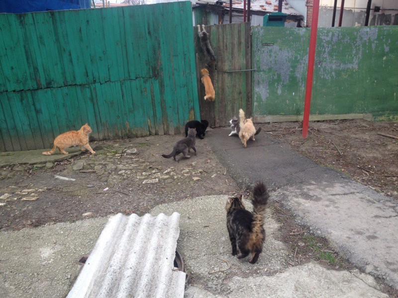 Очень колоритные уличные коты Очень колоритные уличные коты коты, окраины, улица, эстетика