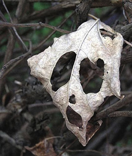 Картинки по запросу апофения случайности неслучайны