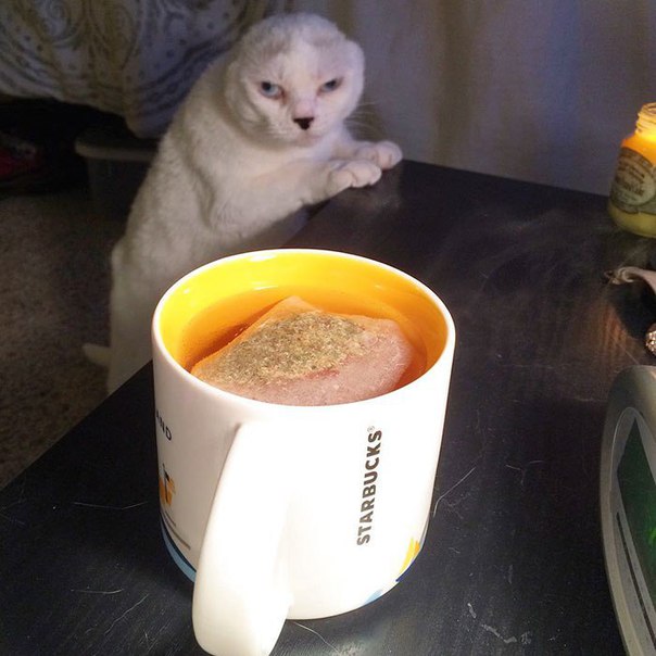 Девушка приютила безухого, глухого взрослого кота, которому никто не хотел... Девушка приютила безухого, глухого взрослого кота, которому никто не хотел...