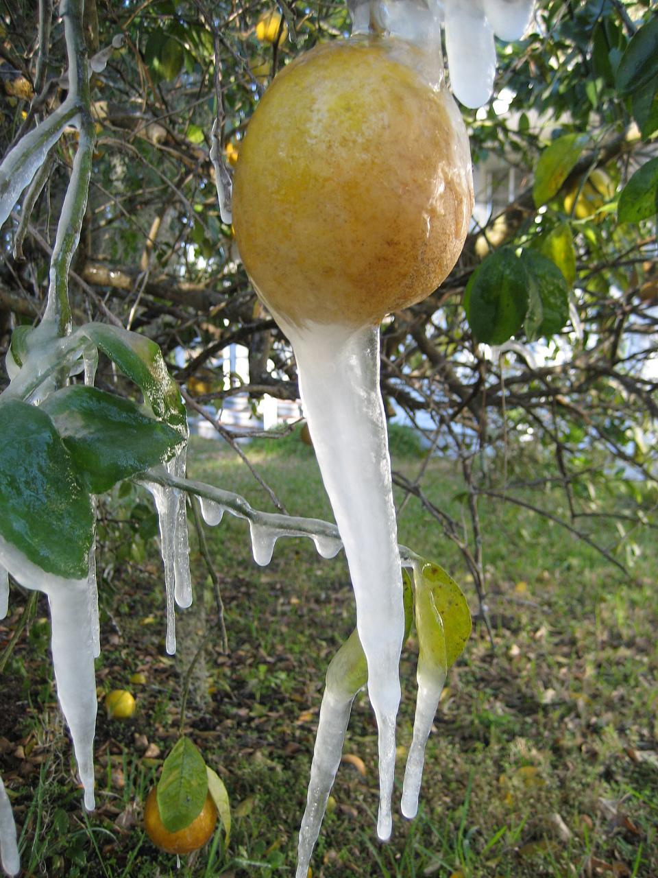 Замёрзшие апельсиновые деревья во Флориде