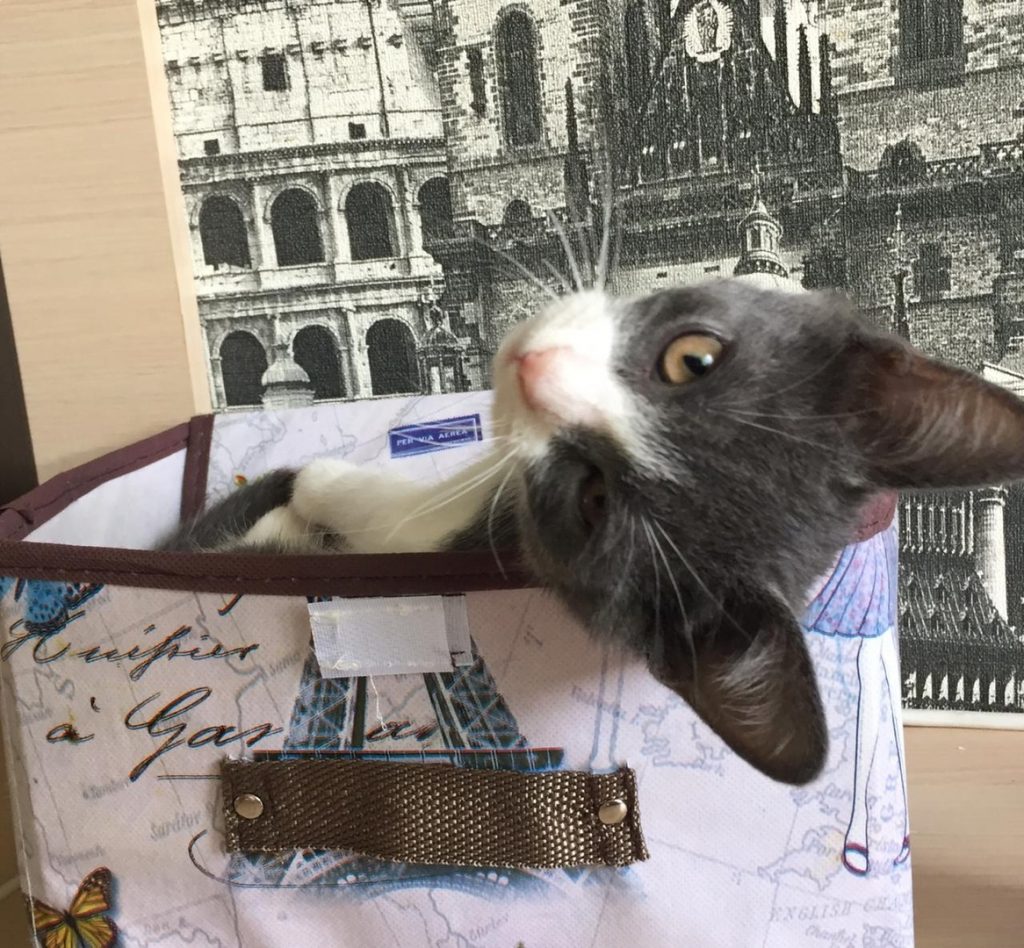 На Недорубова нашли котенка